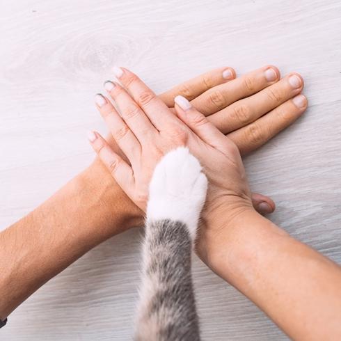 Kedilerin Duyguları: Davranışlarının Arkasındaki Nedenleri Keşfedin