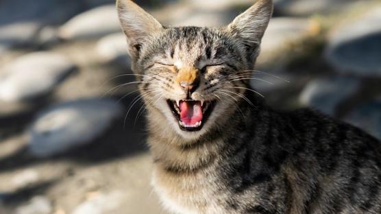 Kedimin Mutlu Olduğunu Nasıl Anlarım? Kedinizin Sizi Sevdiğini Gösteren İşaretler