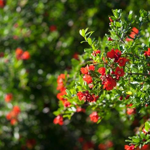 Nar Çiçeği: Faydaları ve Zararları Nelerdir? Merak edilen her şey