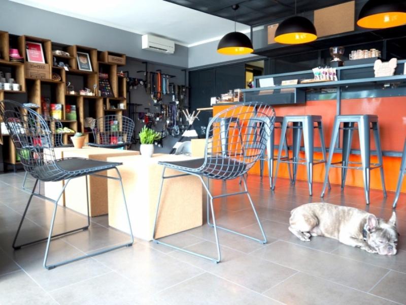 İstanbul'un Hayvan Dostu 10 Mekanı