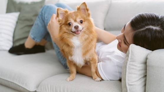 Chihuahua (Şivava): Köpek Cinsi Özellikleri ve Bakımı