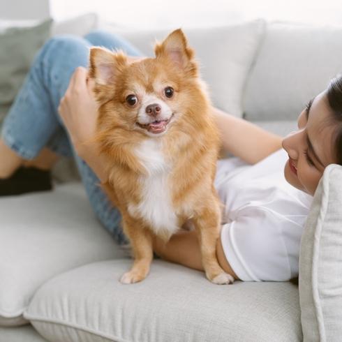Chihuahua (Şivava): Köpek Cinsi Özellikleri ve Bakımı