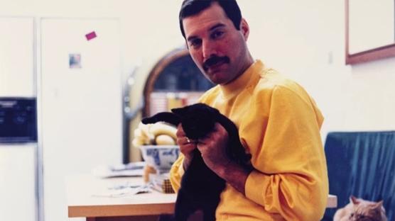 Sotheby's Sergisi: Freddie Mercury ve Kedileri