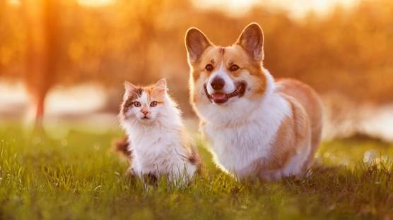 Köpeklerde ve Kedilerde Güneş Yanığı Olur mu?