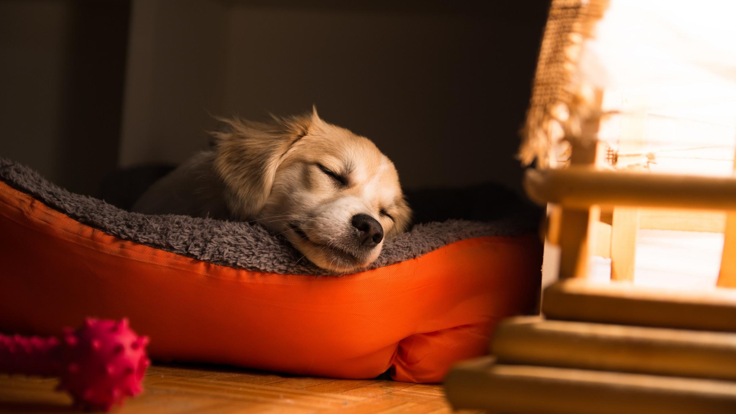 Köpekler Rüya Görür mü?