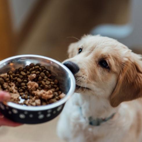 Köpekler için Yaş Gruplarına Göre Beslenme Önerileri