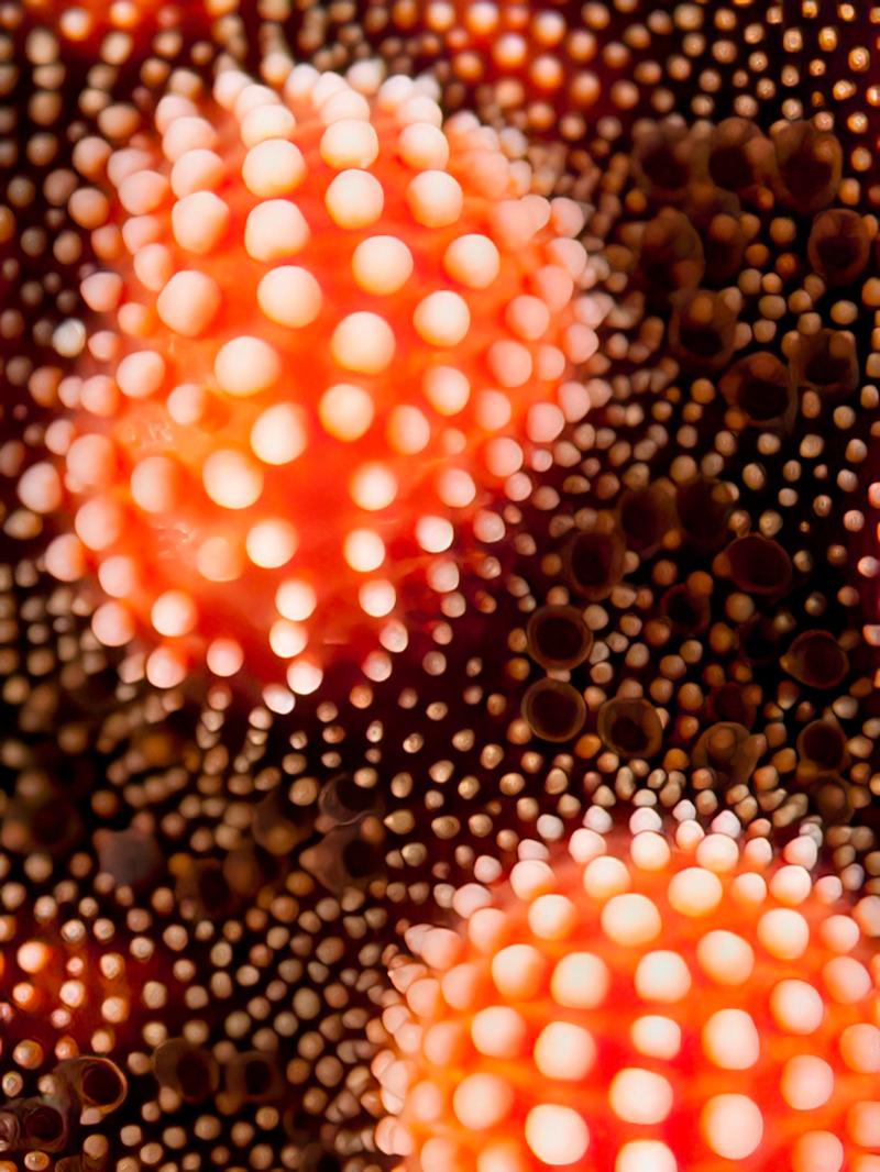 Ayşegül Dinçkök'ten Yeni Sergi