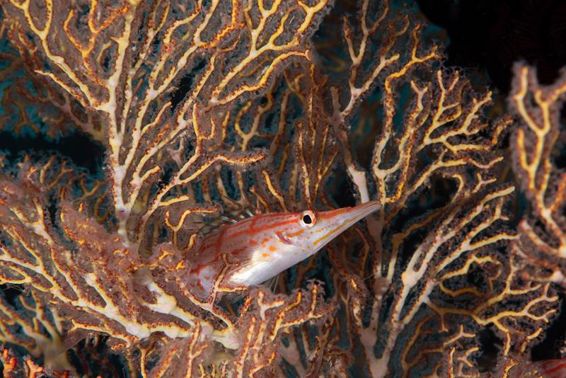 Ayşegül Dinçkök'ten Yeni Sergi