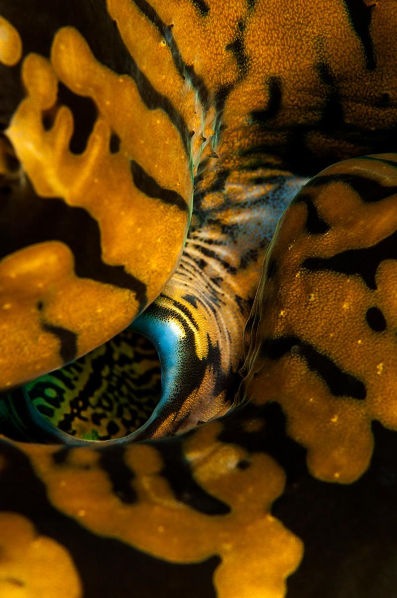 Ayşegül Dinçkök'ten Yeni Sergi