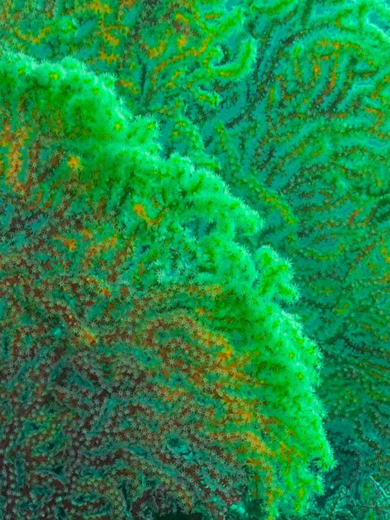 Ayşegül Dinçkök'ten Yeni Sergi