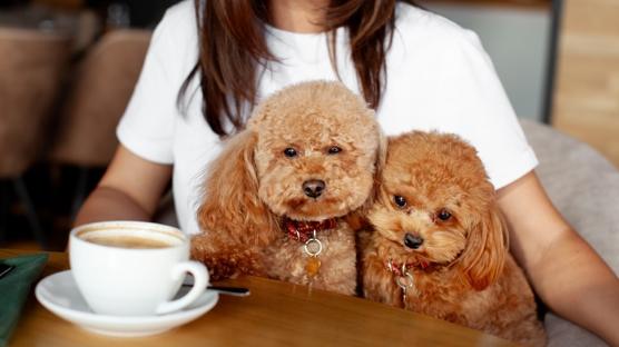 İstanbul'un Hayvan Dostu Mekanları