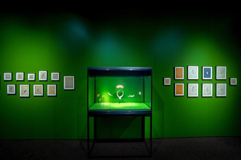 Kuşların Şiirsel Güzelliği