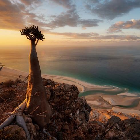Socotra'da Kaybolmak: Hint Okyanusu'nun Gizli Cenneti