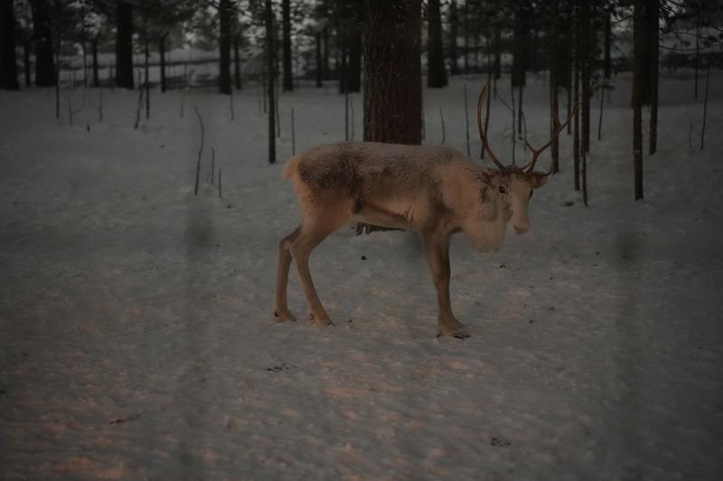 Buzun Üzerinde Bir İmza: Golf R ile Arvidsjaur