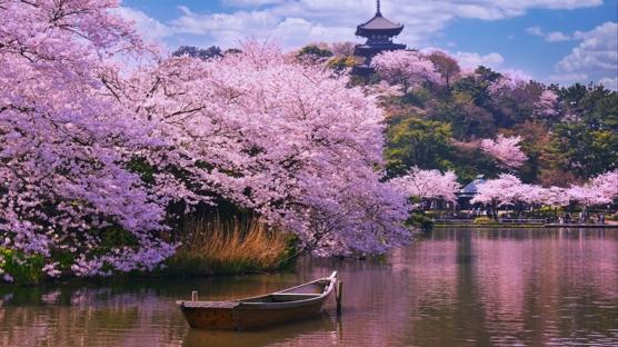 Kiraz Çiçeklerinin İzinde: Sakura Mevsimi