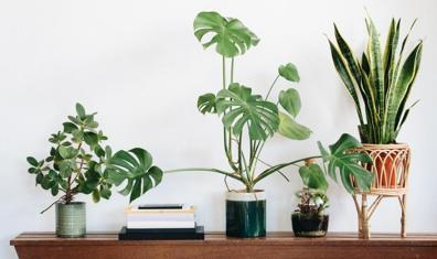 Evinize Sade Bir Dokunuş: Yeni Nesil Ev Bitkileri