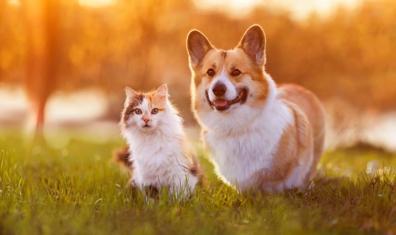 Köpeklerde ve Kedilerde Güneş Yanığı Olur mu?