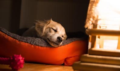 Köpekler Rüya Görür mü?