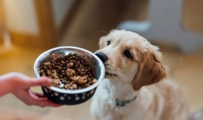 Köpekler için Yaş Gruplarına Göre Beslenme Önerileri