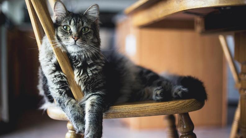 Kedi Cinsleri ve Özellikleri Hakkında Bilmeniz Gerekenler