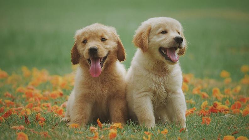 En Popüler Köpek Cinsleri ve Özellikleri Hakkında Her Şey