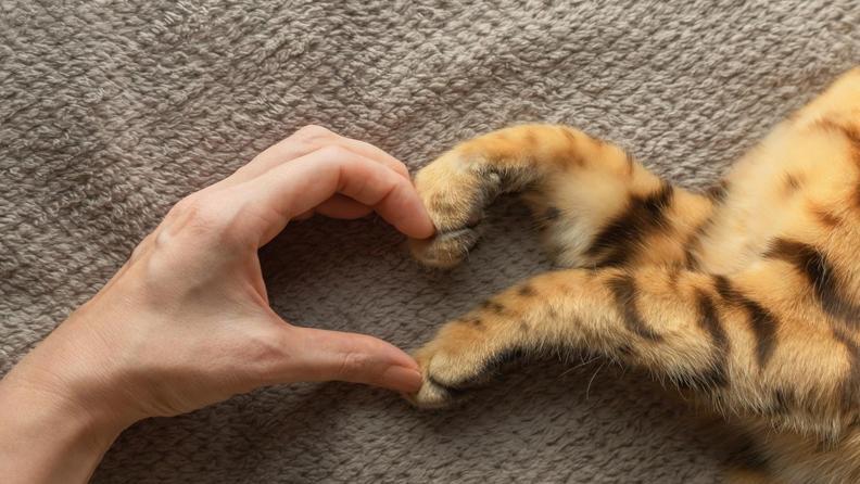 Evde Kedi Bakımında En Önemli 5 İpucu