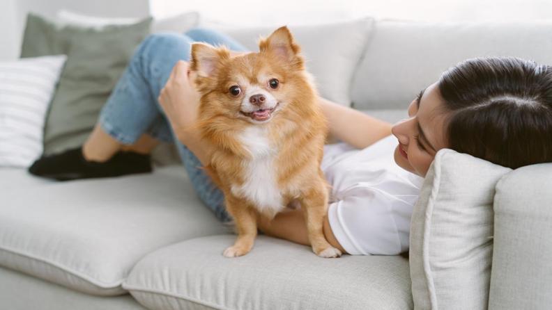 Chihuahua (Şivava): Köpek Cinsi Özellikleri ve Bakımı