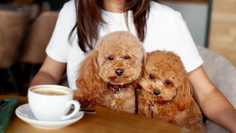 İstanbul'un Hayvan Dostu Mekanları