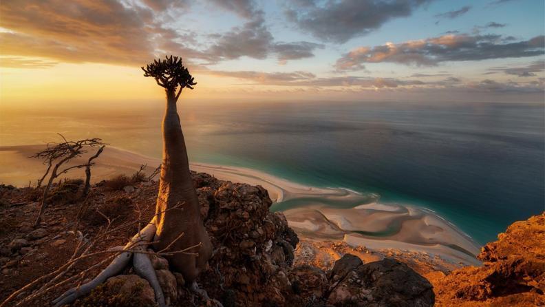 Socotra'da Kaybolmak: Hint Okyanusu'nun Gizli Cenneti