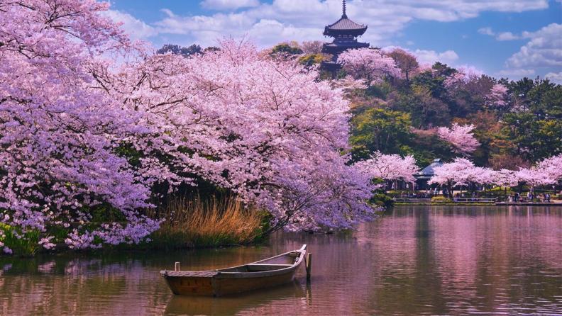 Kiraz Çiçeklerinin İzinde: Sakura Mevsimi